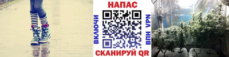 Конопля Amnesia  Злынка 